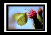 papillon_ (12).jpg